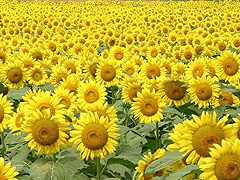 那珂総合公園付近の畑