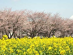 つくば農林研究団地「さくら通り」