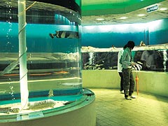かすみがうら市水族館