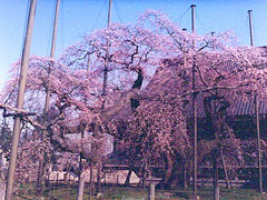 般若院の枝垂桜